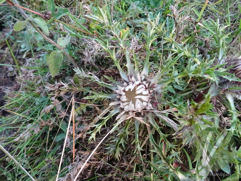 Hohe Silberdistel: Übersicht